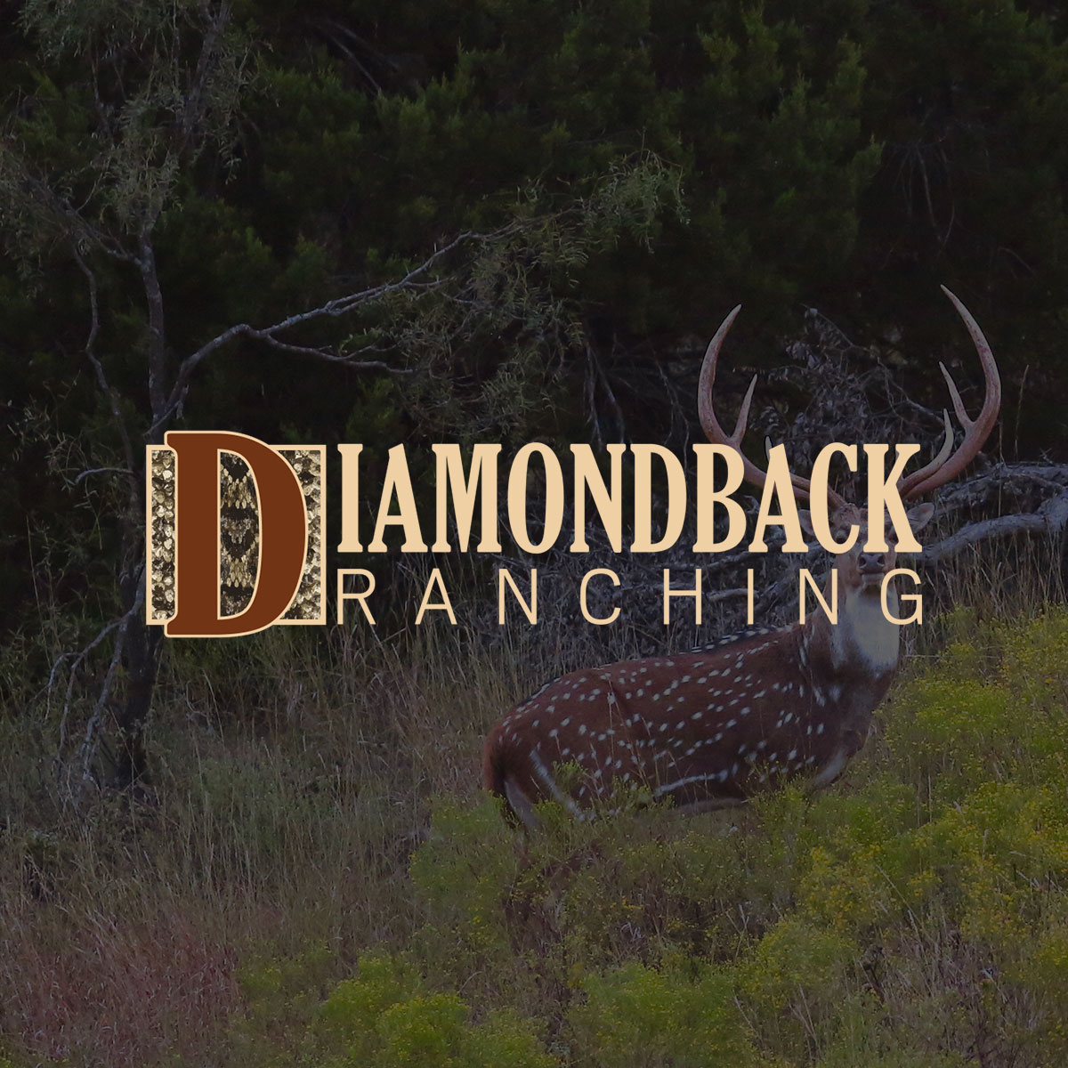 Ranches for Sale Diamondback Ranching Texas Hill Country, West